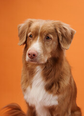 A Nova Scotia Duck Tolling Retriever sits for a portrait against an orange background, with a calm...