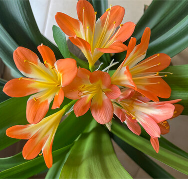 The indoor clivia plant blooms with orange flowers