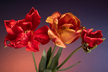 Three tulip flowers on abstract sunrise background
