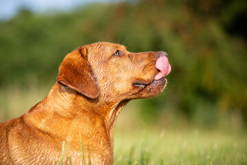 Portrait of a Labrador Retriever in Nature