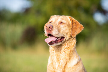 Portrait of a Labrador Retriever in Nature
