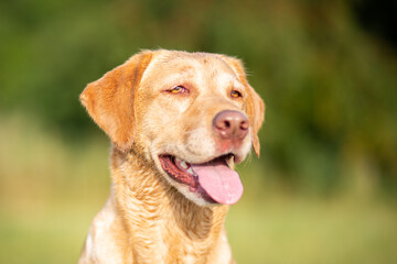 Portrait of a Labrador Retriever in Nature