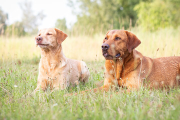 Portrait of a Labrador Retriever in Nature