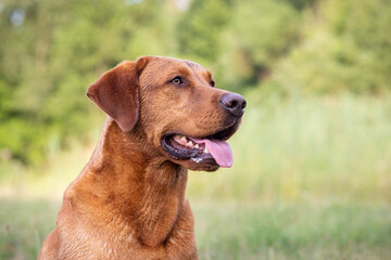Portrait of a Labrador Retriever in Nature