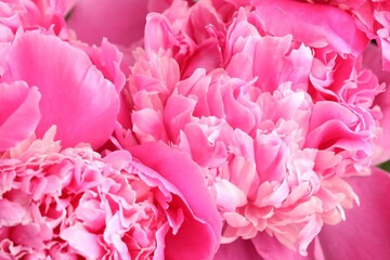 Bouquet of beautiful peonies as background, closeup