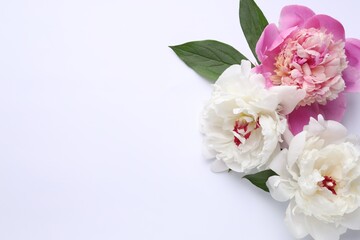 Beautiful peonies and green leaves on white background, flat lay. Space for text