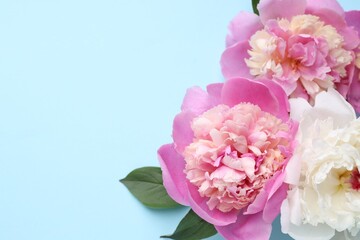 Beautiful peonies and green leaves on light blue background, flat lay. Space for text