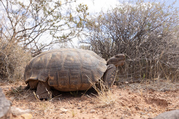 A Mojave Desert Tortoise looks back towards the camera as it slowly makes its way past creosote and other desert bushes on a sunny spring day in the desert of Southern Utah USA. 