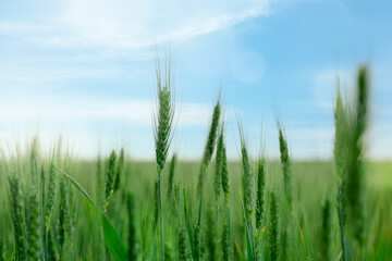 Obraz premium Wheat spikes growing in field outdoors, closeup
