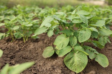 Potato plants growing in vegetable garden, closeup