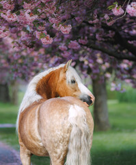 Portrait of a gorgeous horse with a long white mane posing freely in the garden against the background of blooming pink sakura trees