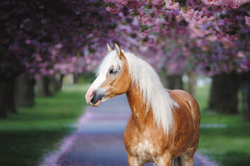 Portrait of a gorgeous horse with a long white mane posing freely in the garden against the background of blooming pink sakura trees