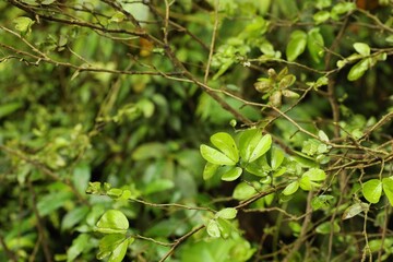 Plant with green leaves outdoors, closeup view