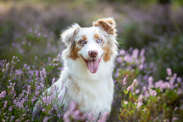 Australian Shepherd Surrounded by Wild Heather