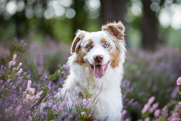 Australian Shepherd Surrounded by Wild Heather