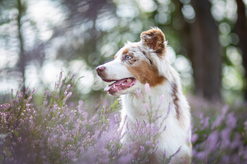 Australian Shepherd Surrounded by Wild Heather