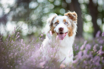 Australian Shepherd Surrounded by Wild Heather