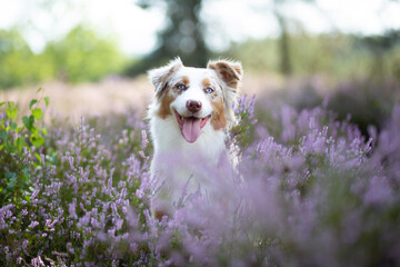 Australian Shepherd Surrounded by Wild Heather