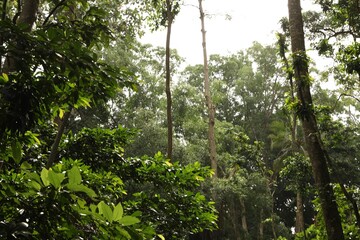 Beautiful lush tropical trees growing in park