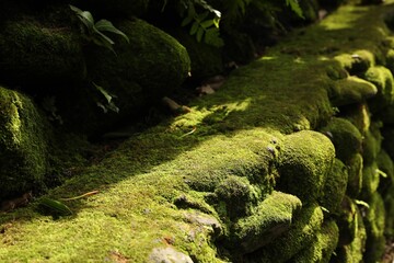 Rocks overgrown with moss in park, closeup