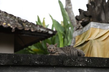 Cute tabby cat resting on fence outdoors
