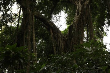 Fototapeta premium Beautiful lush tropical trees growing in park