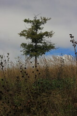 trees in the morning