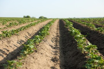 Rows of green potato sprouts growing in fertile soil outdoors