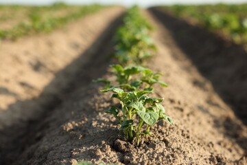 Green potato sprouts growing in fertile soil outdoors, closeup