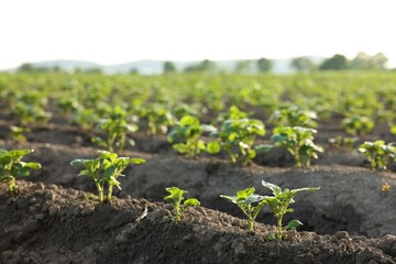 Rows of green potato sprouts growing in fertile soil outdoors, closeup