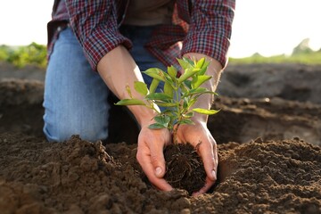 Man planting seedling in soil outdoors, closeup