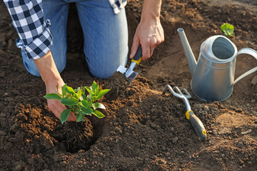 Man planting seedling in soil outdoors, closeup
