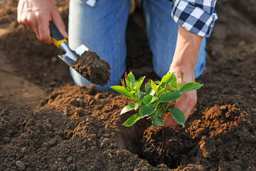 Man planting seedling in soil outdoors, closeup