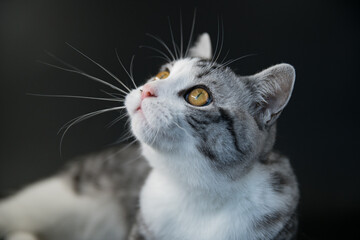 Gray and White Cat Looking Up