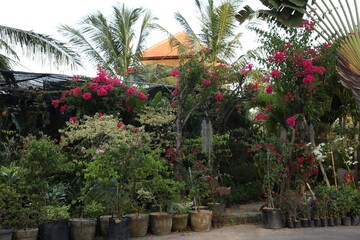 Many different trees and blooming shrubs outdoors