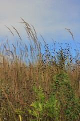 grass and sky