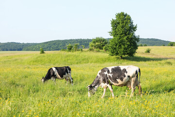 Beautiful cows grazing on green meadow. Farm animal
