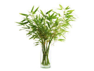 Serene Bamboo Shoots in Glass Vase on White A Fresh Botanical Display for Minimalist Decor, Adding Touch of Nature Indoors