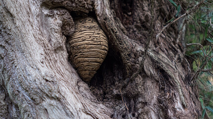 Huge Wasp's nest wasp nest in a tree trunk in a natural forest habitat