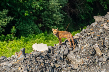 Fox posing on a Gravel Pile