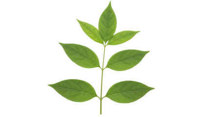 Isolated Green Leaf Branch