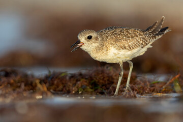 A black-bellied plover (Pluvialis squatarola) in winter plumage foraging on the beach.