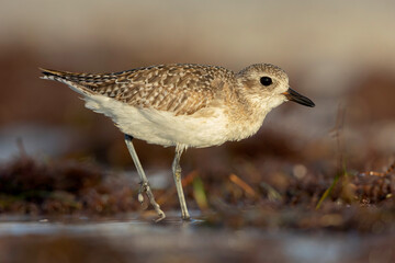A black-bellied plover (Pluvialis squatarola) foraging on the beach.