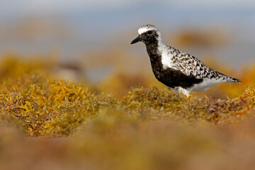 A black-bellied plover (Pluvialis squatarola) in breeding plumage foraging on the beach.