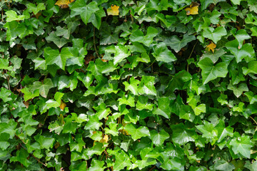 Vibrant green ivy leaves densely cover a wall, creating a lush, natural background with a textured...