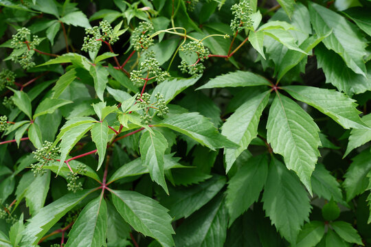 Vibrant green leaves and budding flowers of a virginia creeper vine create a dense, textured backdrop, showcasing the plant's vigorous growth and ornamental beauty in a garden or natural setting - Powered by Adobe
