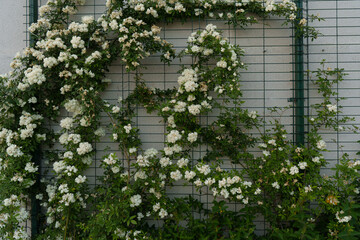 Climbing banksia rose flowers in vibrant white are flourishing on a trellis, enhancing the garden...