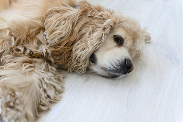 Close-up of fluffy dog resting on light wooden floor.