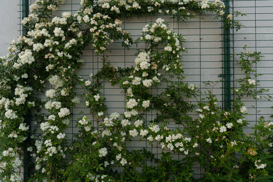 Climbing banksia rose flowers in vibrant white are flourishing on a trellis, enhancing the garden with their stunning blooms and creating a picturesque natural backdrop
