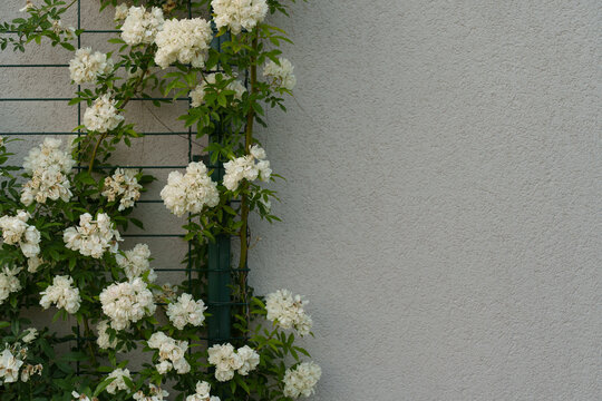 Delicate white roses climbing up a trellis and showing off their beautiful blooms against a light textured wall, copy space